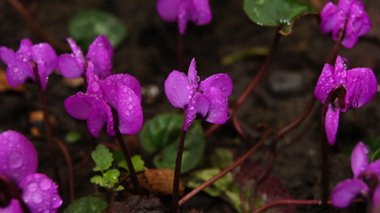 Forest flowers, after the rain