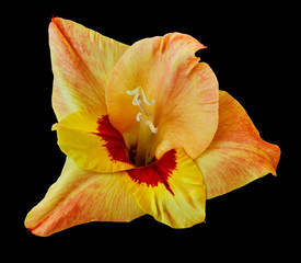 Fototapeta na wymiar Gladiolus flower is yellow-red isolated on black background. Close-up. For design. Nature.
