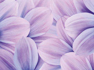 Floral purple background. Petals of purple  daisy close up.   Flower composition.  Nature.