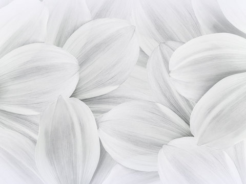 Floral white background. Petals of white daisy close up.   Flower composition.  Nature.