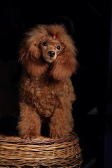 cute poodle puppy 