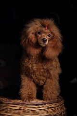 cute poodle puppy 