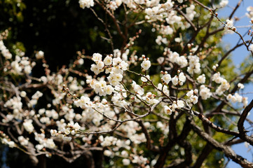 梅の花　白色