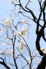 梅の花　白色