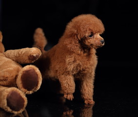 cute poodle puppy 