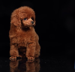 cute poodle puppy 