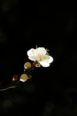 Fototapeta na wymiar 梅の花　白色