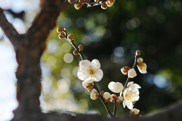 梅の花　白色