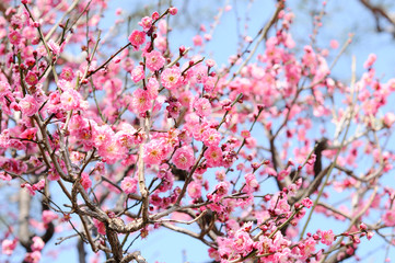 梅の花　ピンク