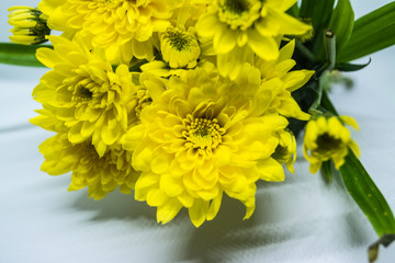 Beautiful yellow flower named Chrysanthemum in spring season at Ratchaburi Province of Thailand