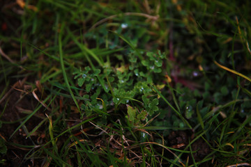 Little raindrops on the grass