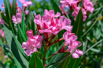 pink flowers in the garden closeup in israel