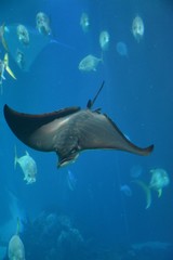 the swimming of a manta