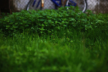 Green fresh nettle bushes 