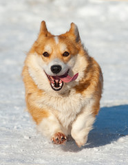 Happy welsh corgi dog running