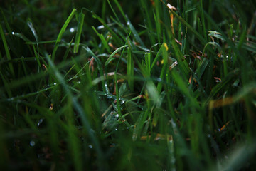 Green grass with dew