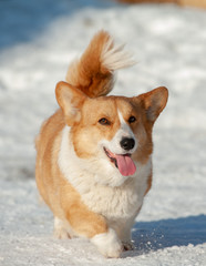 Welsh corgi pembtoke