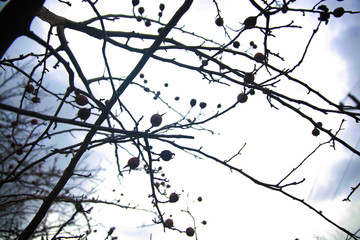 Ripe medlar fruits in autumn