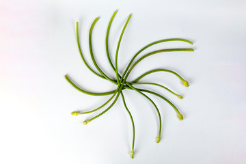 Garlic Flower bud green stem on white background