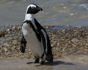 African Penguin (Spheniscus demersus) at Boulders Beach in Simon&acute;s Town in Western Cape, South Africa