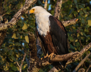 African Fish Eagle (Haliaeetus vocifer) sitting in a tree in iSimangaliso wetland park, St Lucia, Kwazulu-Natal, South Africa