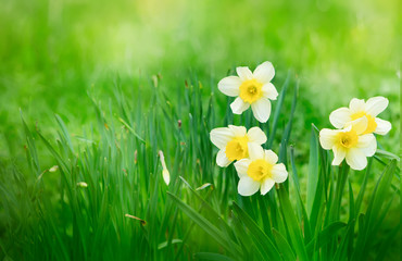 Nature Spring Background with blooming daffodil flowers