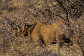 Black Rhinoceros (Diceros bicornis) or Hook-lipped Rhinoceros, with oxpecker on the back, in a game reserve in Eastern South Africa