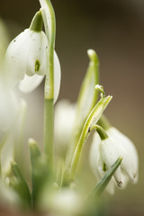 Obraz premium Weiße Schneeglöckchen Galanthus Nivalis Blume im Sonnenschein des Winter Frühling Garten als Frühlingsbote