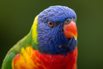 Rainbow Lorikeet