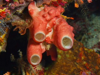 The amazing and mysterious underwater world of Indonesia, North Sulawesi, Bunaken Island, demosponge