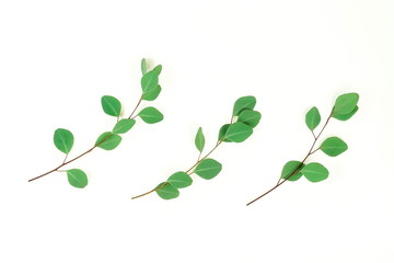 green eucalyptus branches herbs, leaves,  plants on white background top view. copy space. flat lay