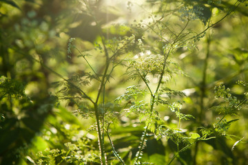 Field flowers umbrella type close-up.
