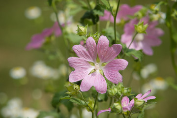 Field flower purple close-up.