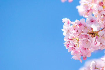 青空背景の明るく華やかな印象の桜の花