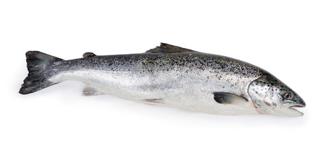 Uncooked fresh salmon on a white background