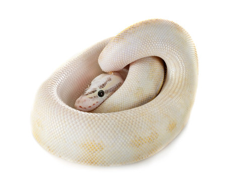 royal python in studio