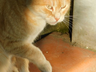 gatto 
