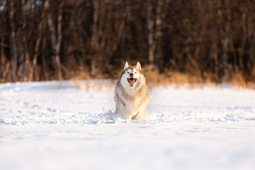 Crazy, happy and cute beige and white dog breed siberian husky running on the snow in the winter field.