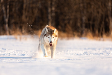 Crazy, happy and cute beige and white dog breed siberian husky running on the snow in the winter field.