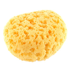 natural bath sponge isolated on white