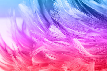 Blur styls and soft color of chickens feather texture for background, Abstract colorful