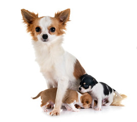 puppy chihuahua and mother