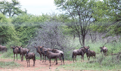 Naklejka na ściany i meble wildebeest herd in South African bush veld safari