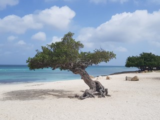Wonderful little tree in the wind on Aruba’s beach