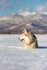 Beautiful and happy siberian husky dog lying in the snow field in winter on sunny day