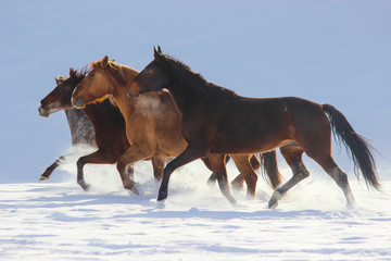 four beautiful horses run along the snow in winter