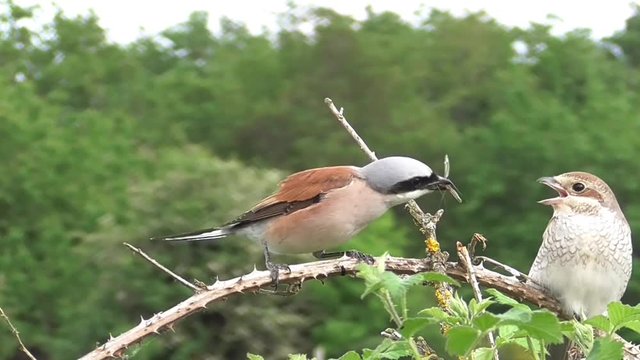 Neunt&ouml;ter (Laius collurio) Rotr&uuml;ckenw&uuml;rger, Balzf&uuml;tterung mit Schnacke