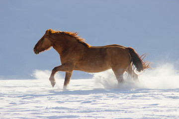 a big heavy horse galloping through the snow
