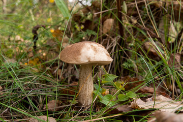 Forest mushroom brown cap boletus growing in a green moss..