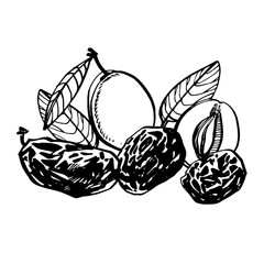Prunes and plums hand drawn illustration. Ink sketch of nuts. Hand drawn illustration. Isolated on white background.